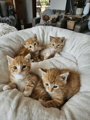 Chatons joueurs et affectueux à adopter dans une famille sérieuse et responsable - Miniature 5