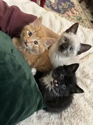 Chatons joueurs et affectueux à adopter dans une famille sérieuse et responsable