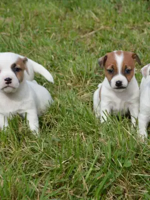 Magnifiques chiots jack russel 4 femelles / 3 males - Miniature 2