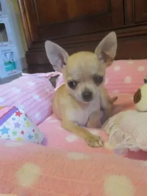 Je donne magnifique chiot chihuahua femelle - Miniature 2