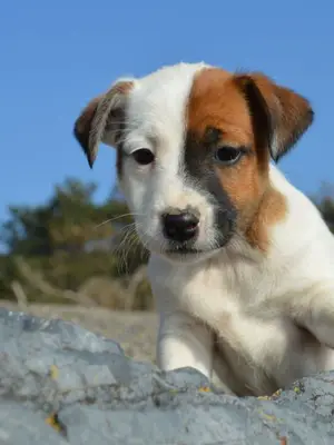 Magnifiques chiots jack russel 4 femelles / 3 males - Miniature 3