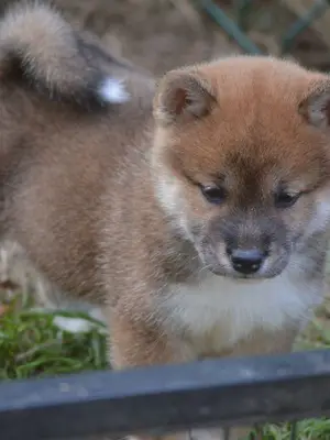 Adorables bébés chiots shiba inu