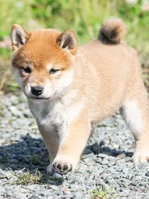 Chiot type shiba inu femelle et mâle à Donner Urgent