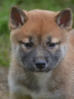 Adorables bébés chiots shiba inu - Miniature 2