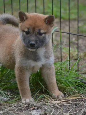 Adorables bébés chiots shiba inu - Miniature 3