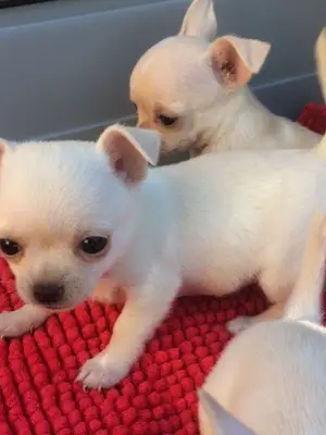 Donnes chiot chihuahua femelle age de 4 mois lof - Miniature 2