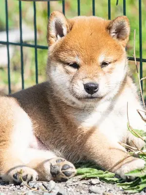 Chiot type shiba inu femelle et mâle à Donner Urgent - Miniature 2