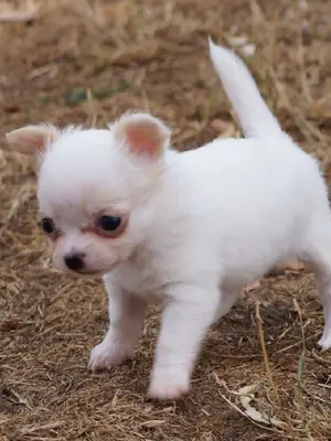Je cèdes chiot femelle chihuahua blanc crème