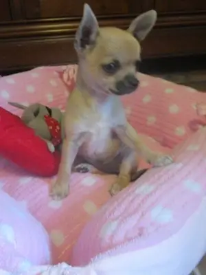 Je donne magnifique chiot chihuahua femelle