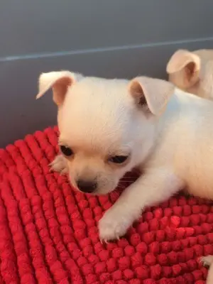 Donnes chiot chihuahua femelle age de 4 mois lof