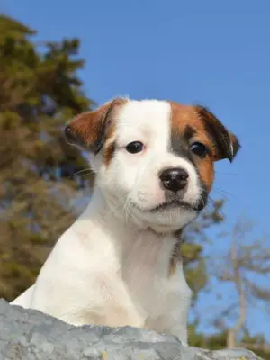 Magnifiques chiots jack russel 4 femelles / 3 males
