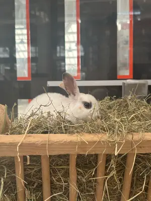 Lapine Rex femelle âgée de 2 mois et demi