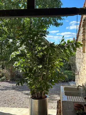 Magnifique Caryota palmier 2,5m - 30 ans - Miniature 5