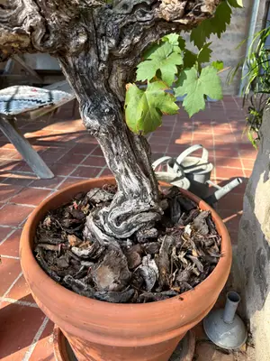 Magnifique vigne Pinot Noir centenaire