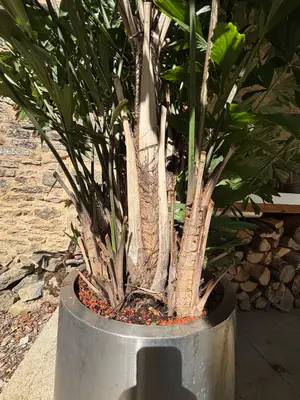 Magnifique Caryota palmier 2,5m - 30 ans - Miniature 4