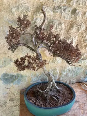 Magnifique bonsaï pin séché - Décoration - Miniature 3