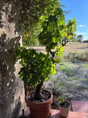 Magnifique vigne Pinot Noir centenaire - Miniature 2