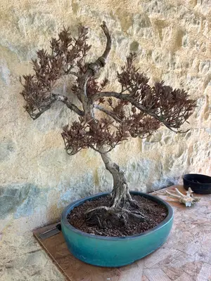 Magnifique bonsaï pin séché - Décoration