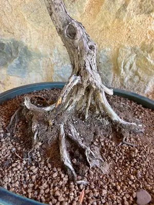 Magnifique bonsaï pin séché - Décoration - Miniature 2