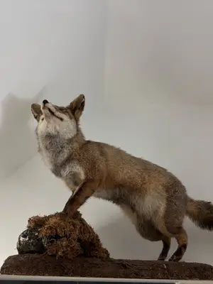 Renard empaillé de grande taille - Pelage d'hiver