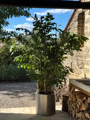 Magnifique Caryota palmier 2,5m - 30 ans