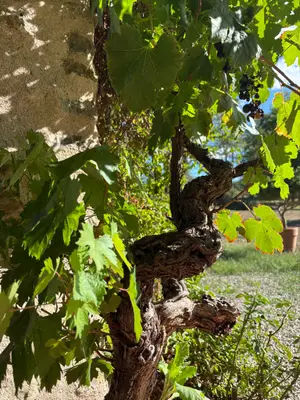 Magnifique vigne Pinot Noir centenaire - Miniature 4
