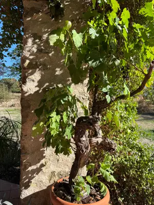 Magnifique vigne Pinot Noir centenaire - Miniature 3