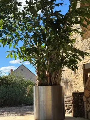 Magnifique Caryota palmier 2,5m - 30 ans - Miniature 2