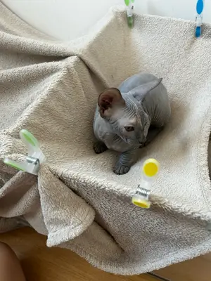 Bella - Chaton Sphynx femelle 4 mois - Miniature 3