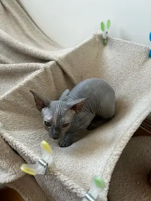 Bella - Chaton Sphynx femelle 4 mois