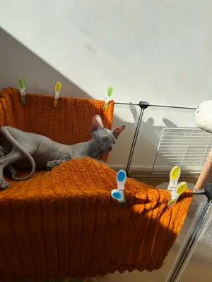 Chaton Sphynx femelle 4 mois - Bella - Miniature 3