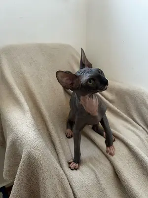 Bella - Chaton Sphynx femelle 4 mois - Miniature 5