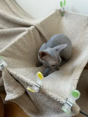 Bella - Chaton Sphynx femelle 4 mois - Miniature 2