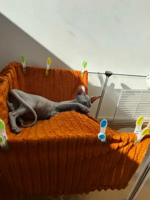 Chaton Sphynx femelle 4 mois - Bella - Miniature 2