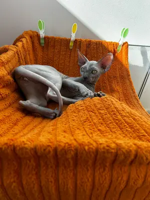 Chaton Sphynx femelle 4 mois - Bella - Miniature 5