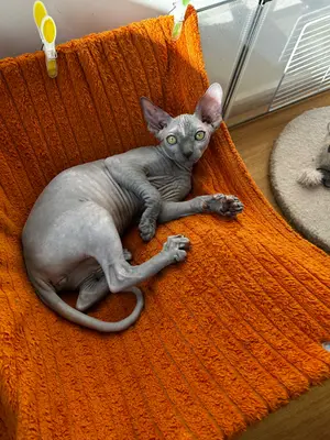 Chaton Sphynx femelle 4 mois - Bella