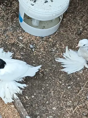Magnifiques pigeonnes blanches et noires en excellent état