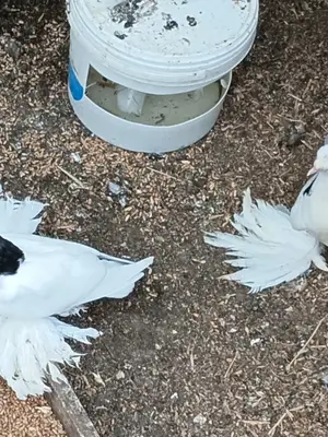 Magnifiques pigeonnes blanches et noires en excellent état - Miniature 2