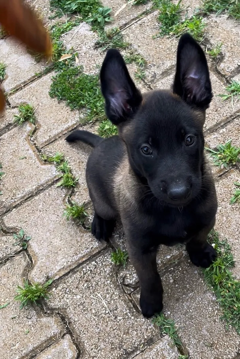 Berger belge Malinois : taille, poids, robe et caractéristiques du pelage - Photo 1