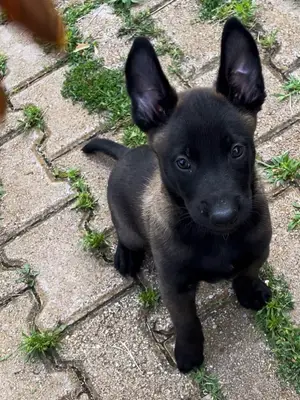 Berger belge Malinois : taille, poids, robe et caractéristiques du pelage