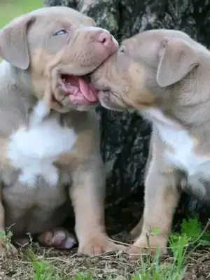Pitbull : taille, poids, pelage et caractéristiques physiques