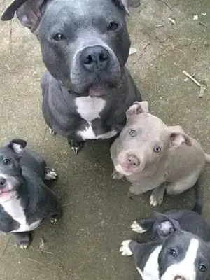 Pitbull : taille, poids, pelage et caractéristiques physiques - Miniature 2