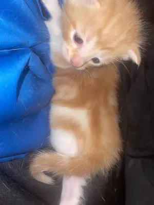 Chatons 2,5 mois - Mâle et femelle à adopter - Miniature 3