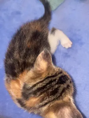 Chatons 2,5 mois - Mâle et femelle à adopter - Miniature 5
