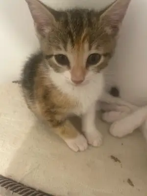 Chatons 2,5 mois - Mâle et femelle à adopter