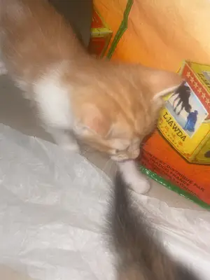 Chatons 2,5 mois - Mâle et femelle à adopter - Miniature 4