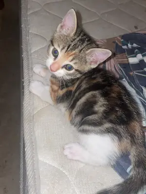 Chatons 2,5 mois - Mâle et femelle à adopter - Miniature 2