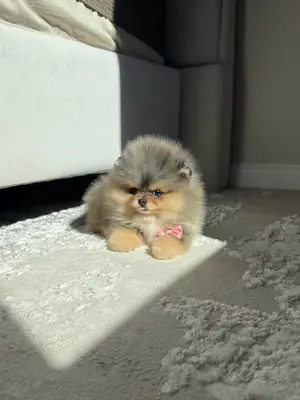 Chiots Spitz Nain à l'adoption - Élevage soigné