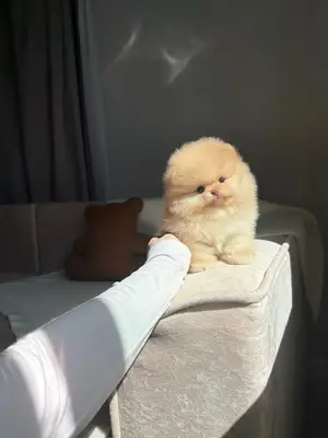 Magnifiques chiots Spitz Nain à l'adoption