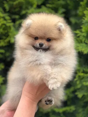 Magnifiques chiots Spitz Nain à l'adoption